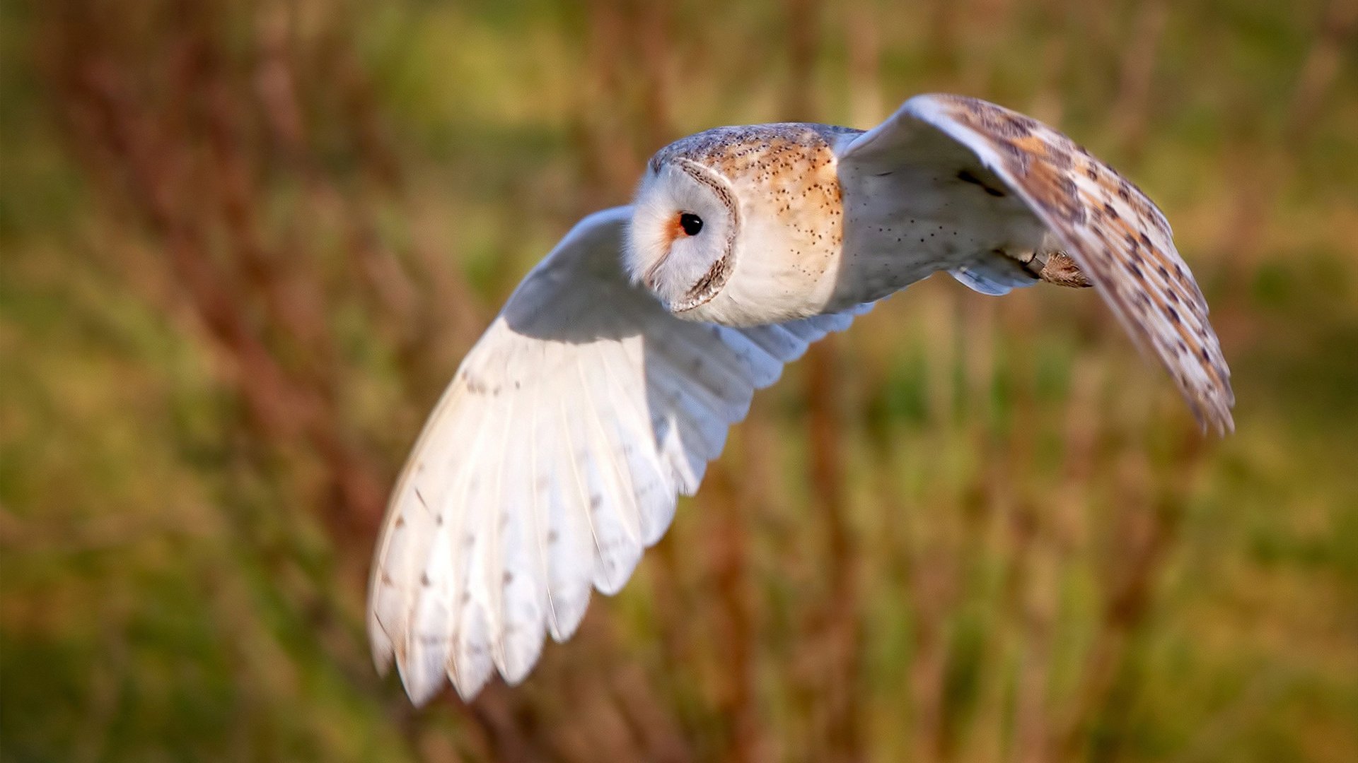 伊布压哨神兵天降,罗马绝境逆转安哥拉