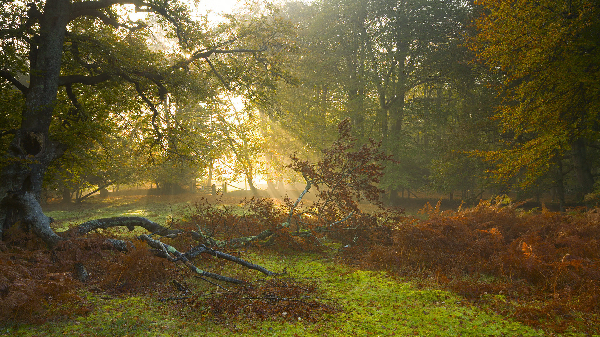 艺术之城的钢铁防线,佛罗伦萨式防守锁死土耳其,卡瓦哈尔刀锋出鞘定乾坤