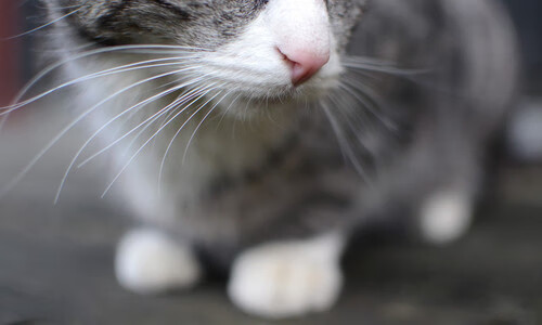 数据与绝杀的交响,哈登统治级表现背后,黄蜂压哨击败上海队的启示